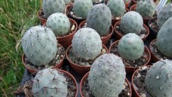 Tephrocactus geometricus S, pot 5,5 cm - 12372506