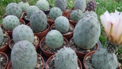 Tephrocactus geometricus S, pot 5,5 cm - 12372507