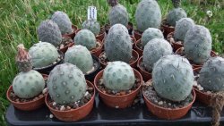 Tephrocactus geometricus S, pot 5,5 cm - 12372508