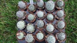 Tephrocactus geometricus S, pot 5,5 cm - 12372509