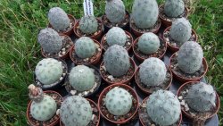 Tephrocactus geometricus S, pot 5,5 cm - 12372510