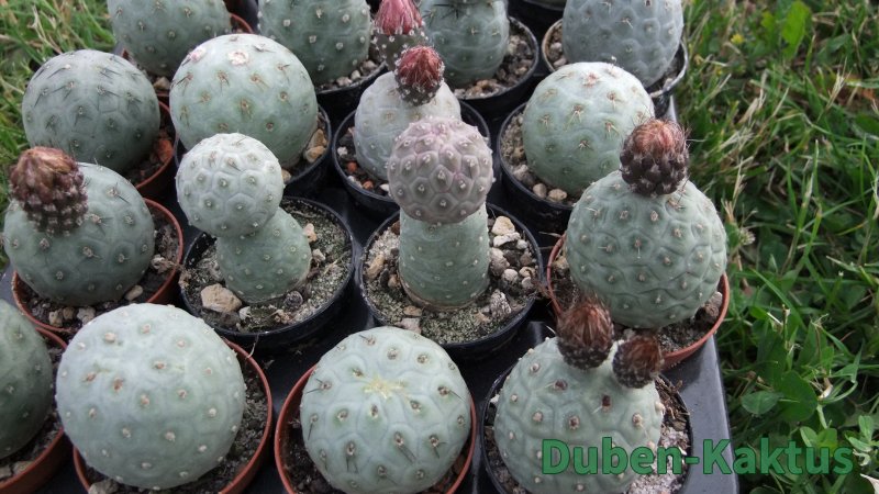 Tephrocactus geometricus M/H pot 5,5 cm