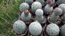 Tephrocactus geometricus M/H pot 5,5 cm - 12372512