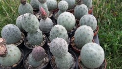 Tephrocactus geometricus M/H pot 5,5 cm - 12372513