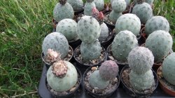 Tephrocactus geometricus M/H pot 5,5 cm - 12372514