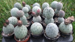 Tephrocactus geometricus M/H pot 5,5 cm - 12372515