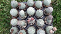 Tephrocactus geometricus M/H pot 5,5 cm - 12372516