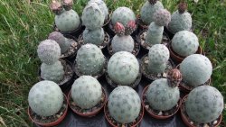 Tephrocactus geometricus M/H pot 5,5 cm - 12372517