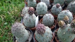 Tephrocactus geometricus M/Tr pot 5,5 cm