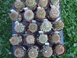 Echinocereus reichenbachii pot 5,5 cm - 12372530