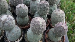 Tephrocactus geometricus L/Tr pot 5,5 cm