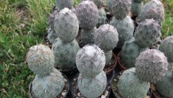 Tephrocactus geometricus L/Tr pot 5,5 cm - 12372542