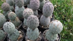 Tephrocactus geometricus L/Tr pot 5,5 cm - 12372543