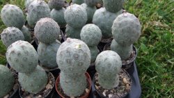 Tephrocactus geometricus L pot 5,5 cm