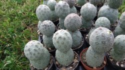 Tephrocactus geometricus L pot 5,5 cm - 12372534