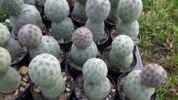 Tephrocactus geometricus L pot 5,5 cm - 12372535