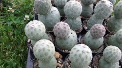 Tephrocactus geometricus L pot 5,5 cm - 12372536