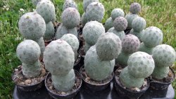 Tephrocactus geometricus L pot 5,5 cm - 12372537