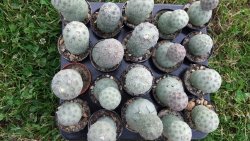 Tephrocactus geometricus L pot 5,5 cm - 12372538