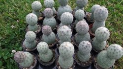 Tephrocactus geometricus L pot 5,5 cm - 12372539