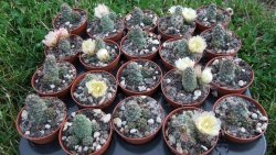 Tephrocactus subteraneus Quiaca pot 5,5 cm - 12372569