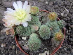 Tephrocactus subteraneus Quiaca, pot 7 cm