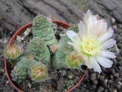 Tephrocactus subteraneus Quiaca, pot 7 cm - 12372617