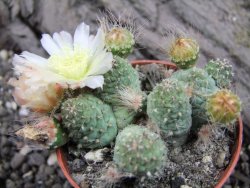 Tephrocactus subteraneus Quiaca, pot 7 cm - 12372619