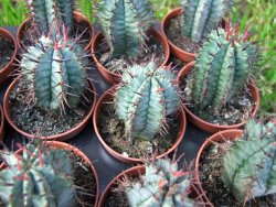 Euphorbia horida - 12372894