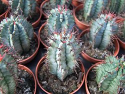 Euphorbia horida - 12372895