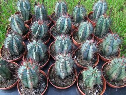 Euphorbia horida - 12372896