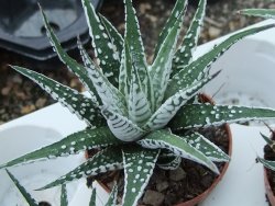 Haworthia fasciata "Alba" pot 5,5 cm