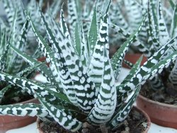 Haworthia fasciata "Alba" pot 5,5 cm - 12385130