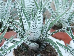Haworthia fasciata "Alba" pot 5,5 cm - 12385131