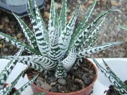 Haworthia fasciata "Alba" pot 5,5 cm - 12385133