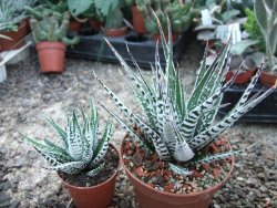 Haworthia fasciata "Alba" pot 8,5 cm