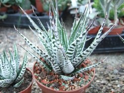 Haworthia fasciata "Alba" pot 8,5 cm - 12385143