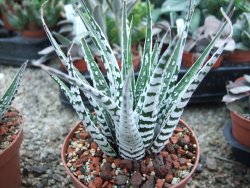 Haworthia fasciata "Alba" pot 8,5 cm - 12385144