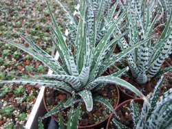 Haworthia fasciata "Alba" pot 8,5 cm - 12385145