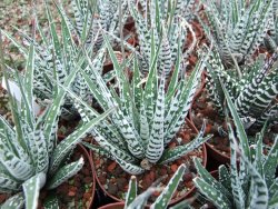 Haworthia fasciata "Alba" pot 8,5 cm - 12385146