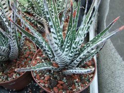Haworthia fasciata "Alba" pot 8,5 cm - 12385147