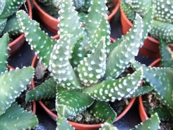 Haworthia pumila