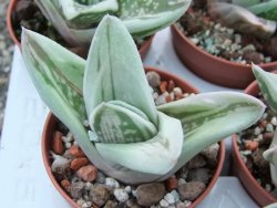 Gasteraloe Ice Green pot 5,5 cm - 12385138