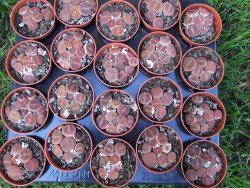 Lithops 1 - 12372901