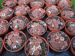 Lithops 1 - 12372902