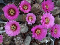 Echinocereus bayleyi DJF 1327 Oklahoma Park pot 5,5 cm - 12372774