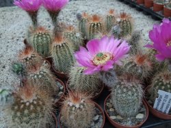 Echinocereus bayleyi DJF 1327 Oklahoma Park pot 5,5 cm - 12372775