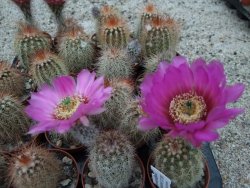 Echinocereus bayleyi DJF 1327 Oklahoma Park pot 5,5 cm - 12372776