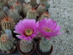 Echinocereus bayleyi DJF 1327 Oklahoma Park pot 5,5 cm