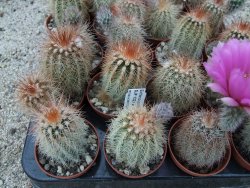 Echinocereus bayleyi DJF 1327 Oklahoma Park pot 5,5 cm - 12372778